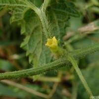 Cucumis maderaspatanus L.